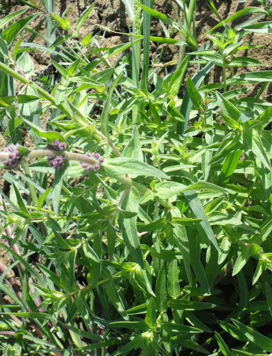 Lythrum salicaria